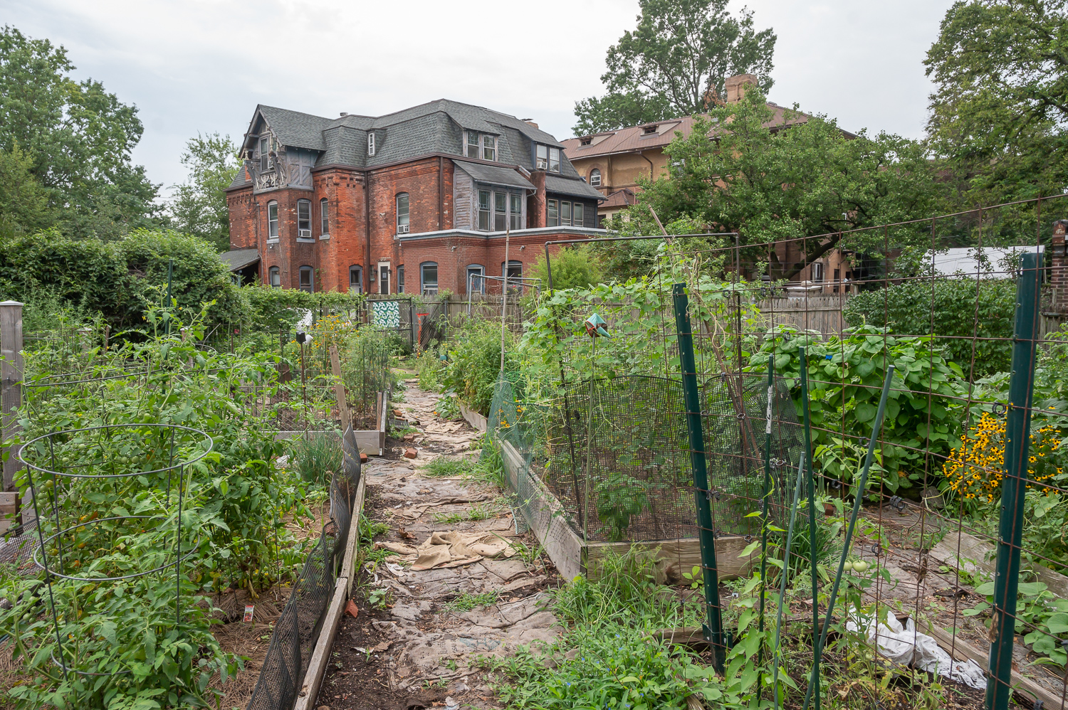 Chester Avenue Community Gardens. Photo of the garden sign with Neighborhood Gardens Trust preservation notice and garden contact information, next to black-eyed susans adjacent to asphalt path leading to garden, August 13, 2020. Rob Cardillo, Photographer.