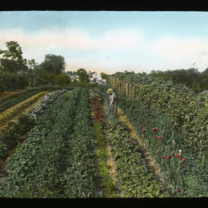 Elevated view of Breeze Hill, circa 1930. Smithsonian Institution, Archives of American Gardens, J. Horace McFarland Collection.