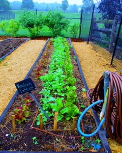 The garden path reveals changing beauty with every turn.