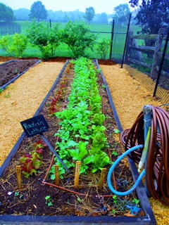 The garden path reveals changing beauty with every turn.