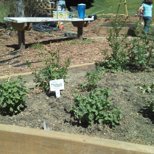 Raised garden beds