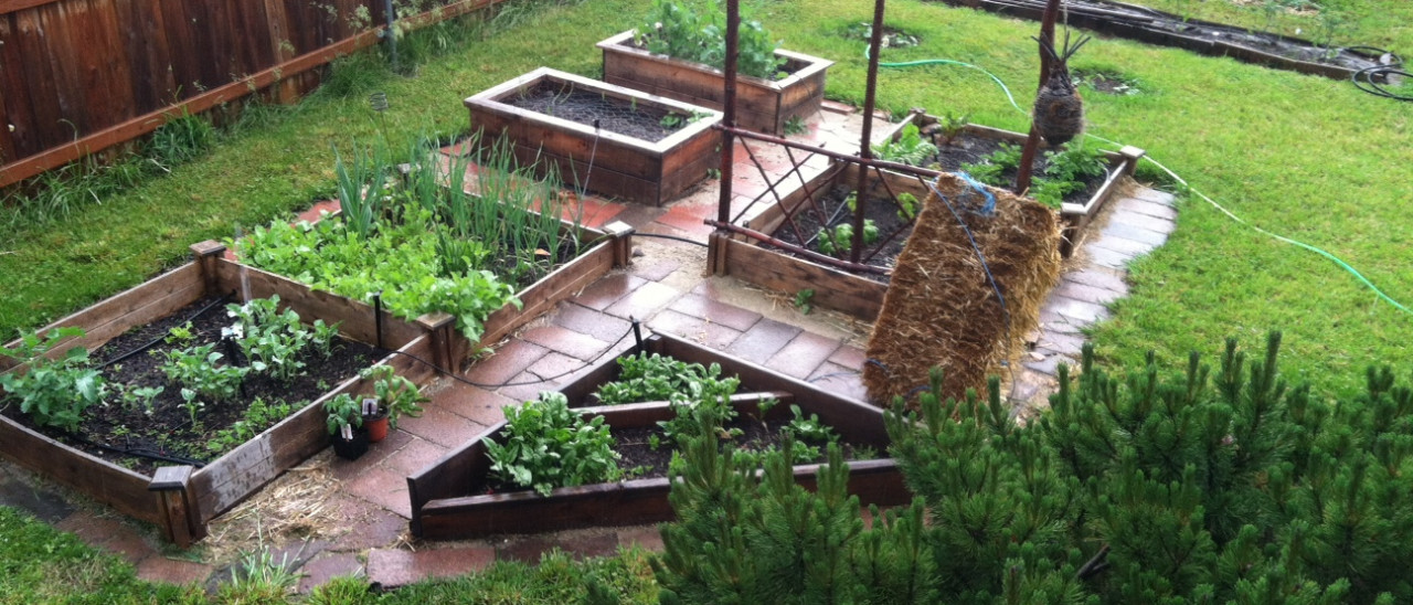 Vegetables growing in raised beds in the author's Pendleton, Oregon garden.