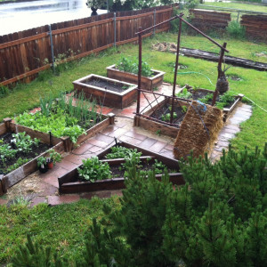 Vegetables growing in raised beds in the author's Pendleton, Oregon garden.