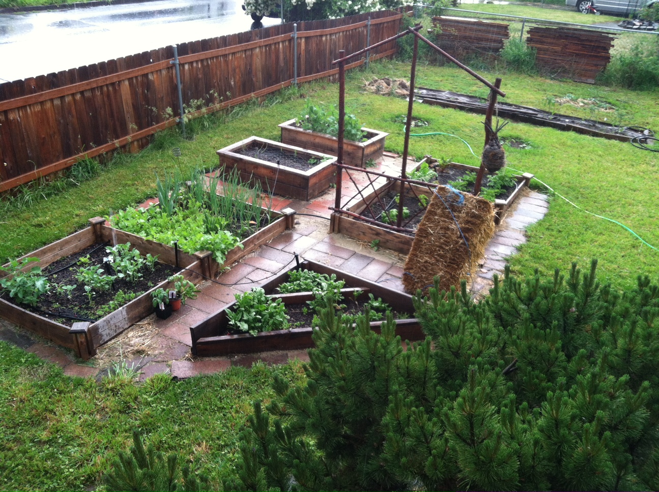 Vegetables growing in raised beds in the author's Pendleton, Oregon garden.