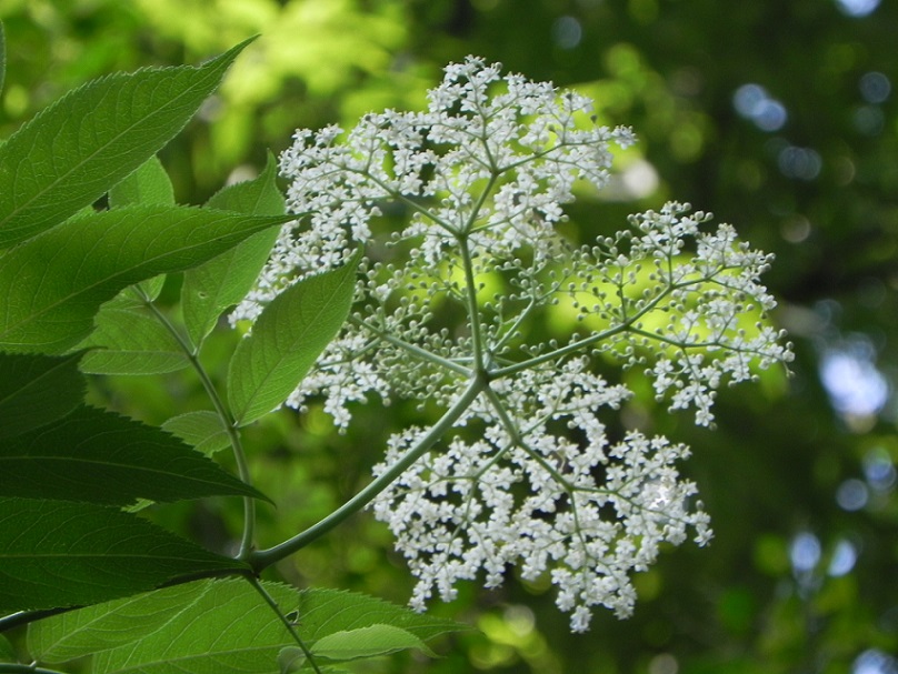 A Garden is a Gift to the Future