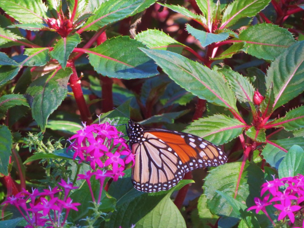 The current garden