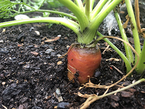 Carrot ready to be picked from garden for the Garden Work to the Rescue.