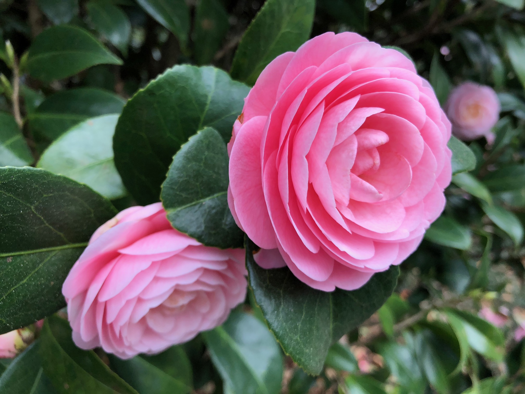 The Winter Garden is one of the beautiful attractions of the Koskau Sawada Winter Garden at Mobile Botanical Gardens