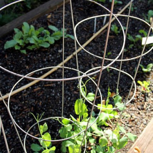 Fred A. Toomer Educational Garden