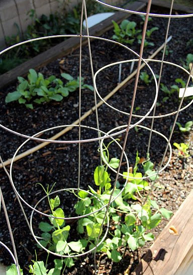 Fred A. Toomer Educational Garden