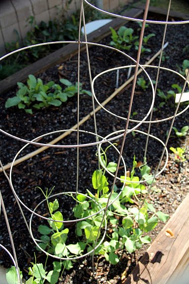 Fred A. Toomer Educational Garden