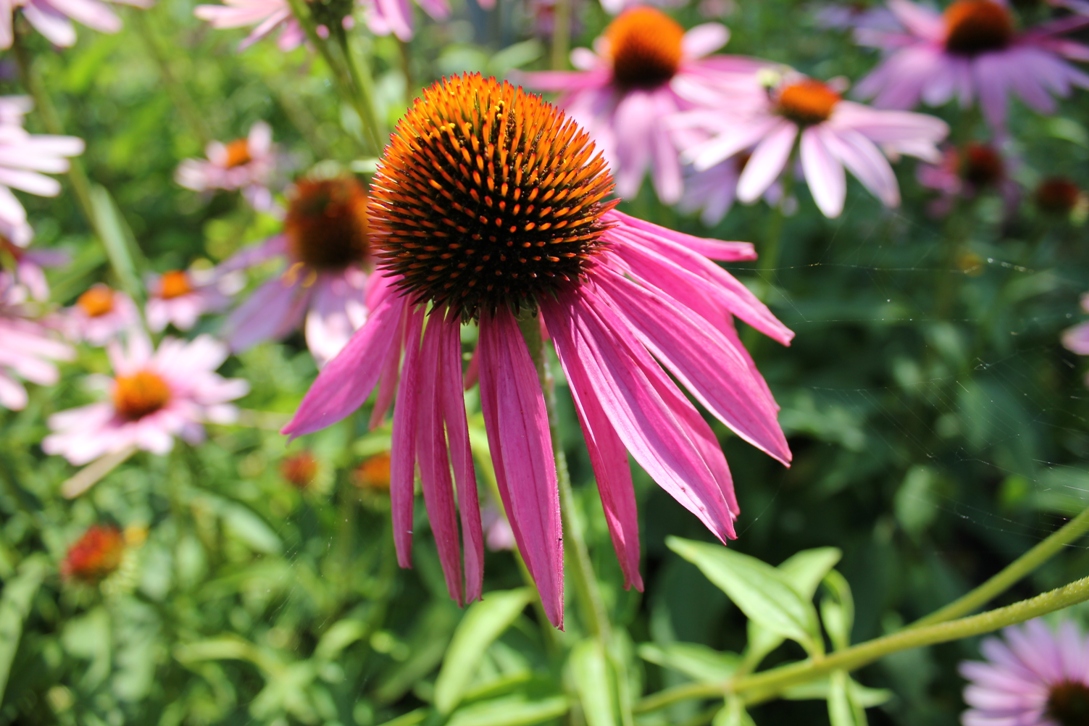 The Green Thumbs Garden at The Works - Smithsonian Gardens