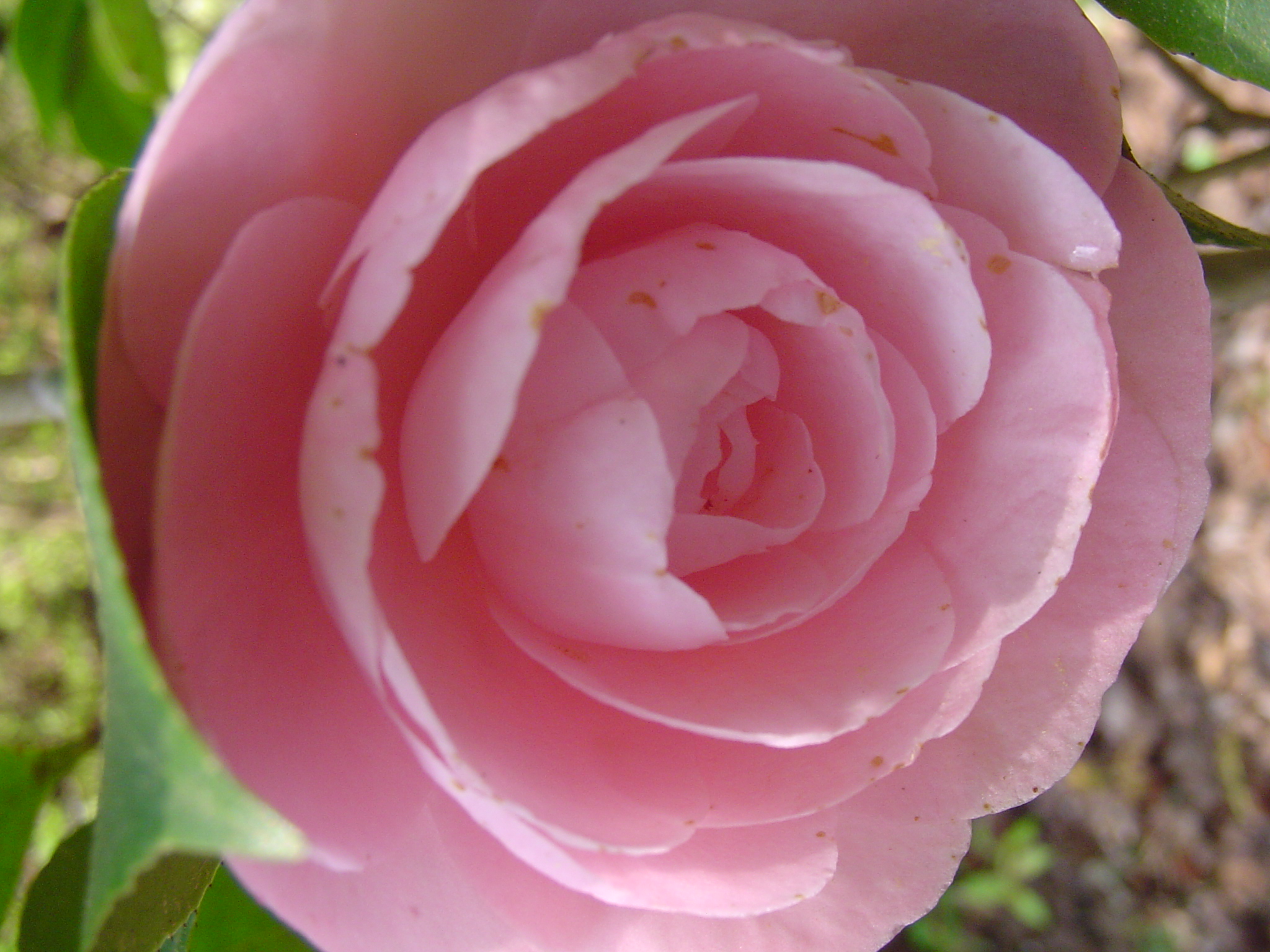 Rose from the garden