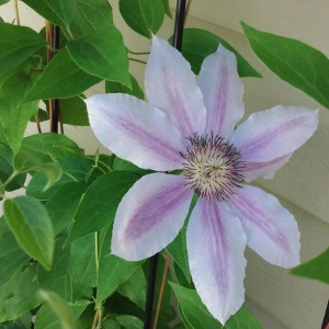 Shirley's clematis.