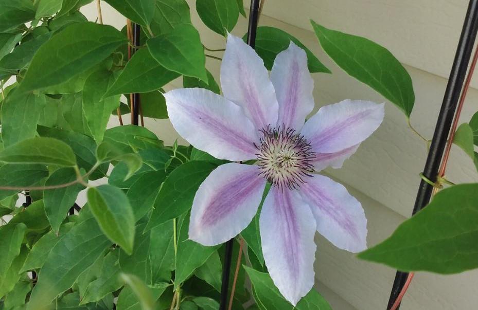 Shirley's clematis.