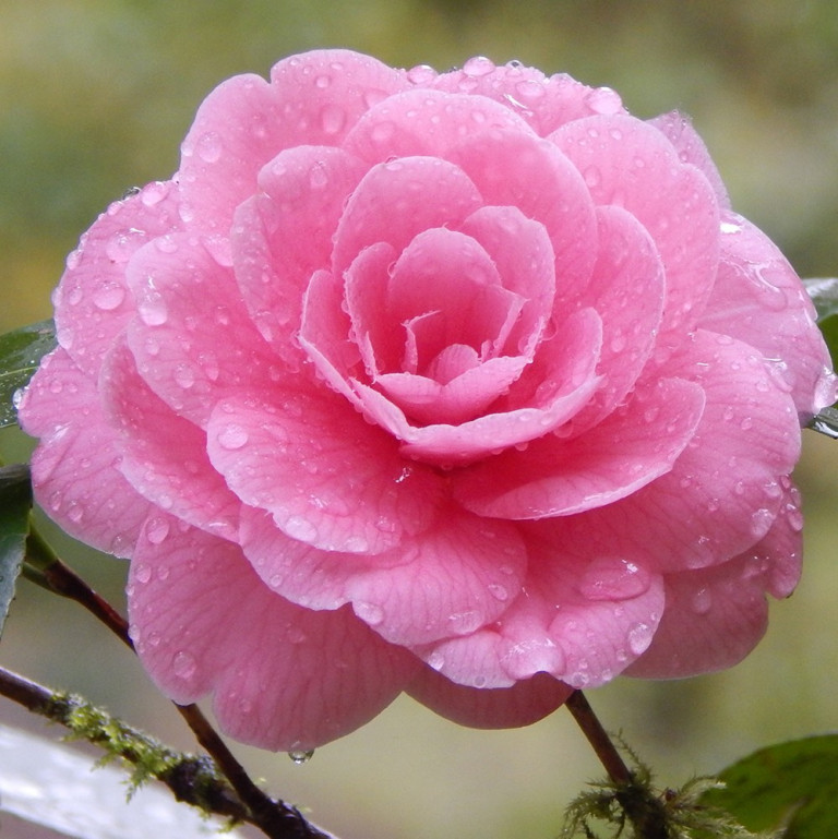 Elizabeth F. Gamble Garden. C. japonica 'Pink Perfection'