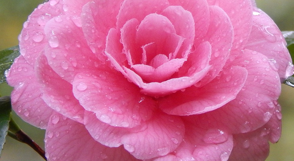 Elizabeth F. Gamble Garden. C. japonica 'Pink Perfection'