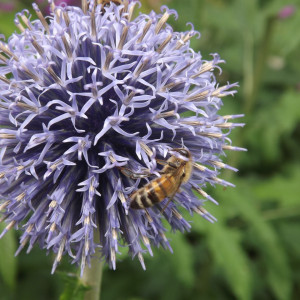 Planting a Pollinator Garden in the Greenbelt/Treebelt/Verge