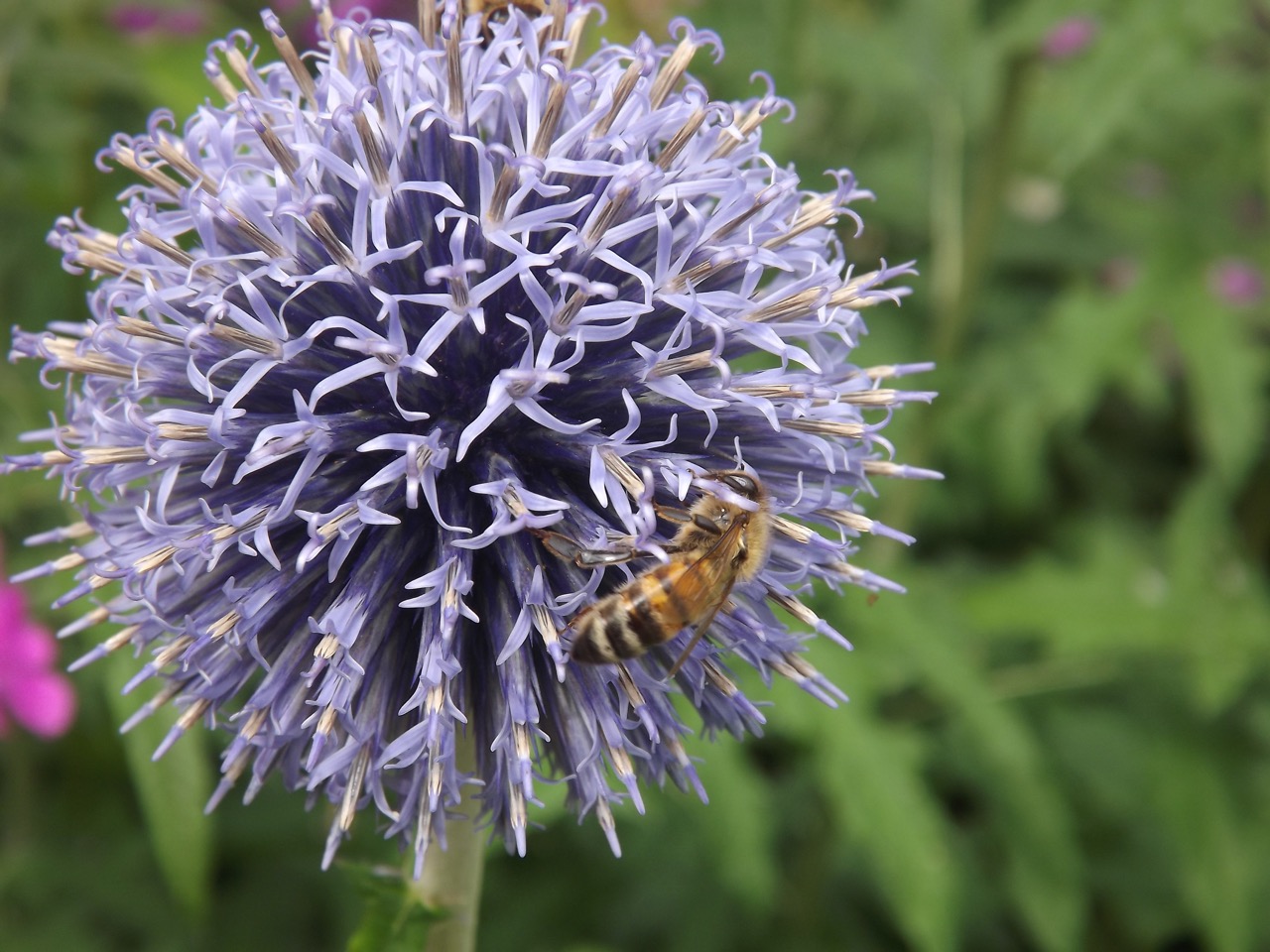 Planting a Pollinator Garden in the Greenbelt/Treebelt/Verge