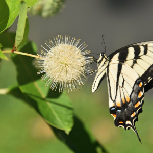 Our Native Plant Pollinator Garden