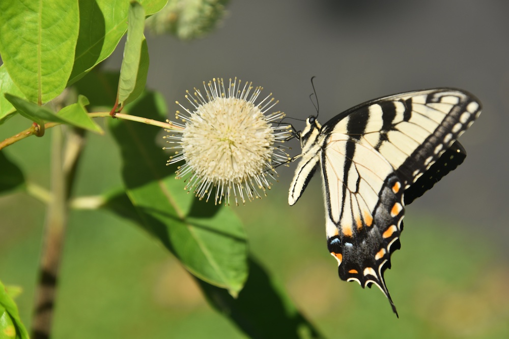 Our Native Plant Pollinator Garden