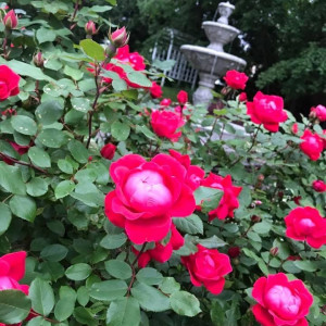 Roses in the gardens of the Barnes Museum