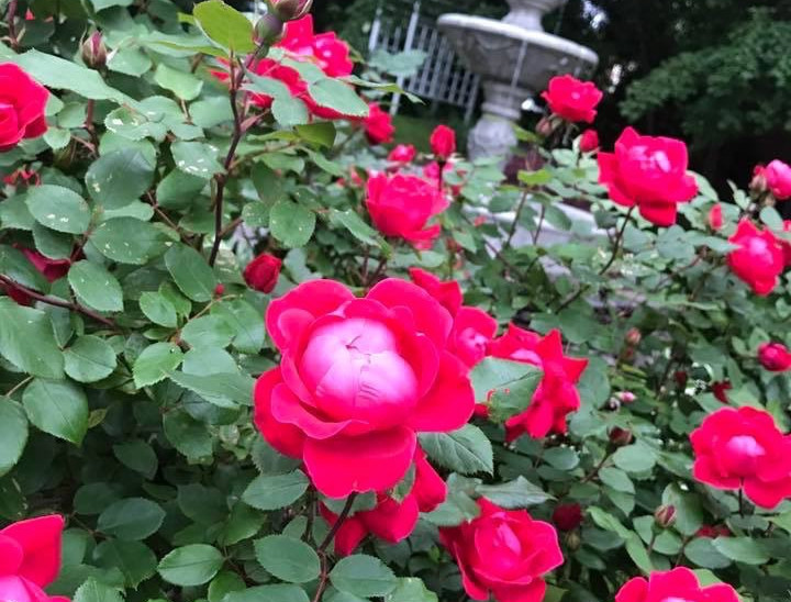 Roses in the gardens of the Barnes Museum