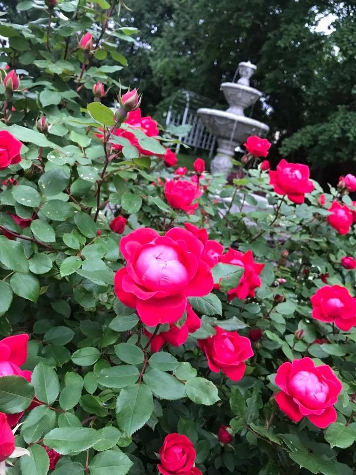 Roses in the gardens of the Barnes Museum