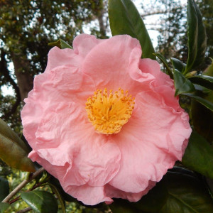 Camellias at the Huntington Botanical Gardens