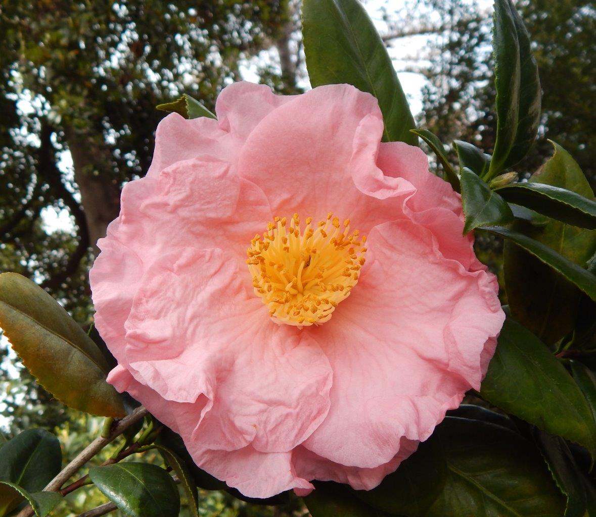 Camellias at the Huntington Botanical Gardens