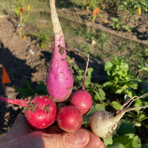 Cultivation: A Family Tradition. A photo of some of my grandfather’s radishes from his garden (2020)