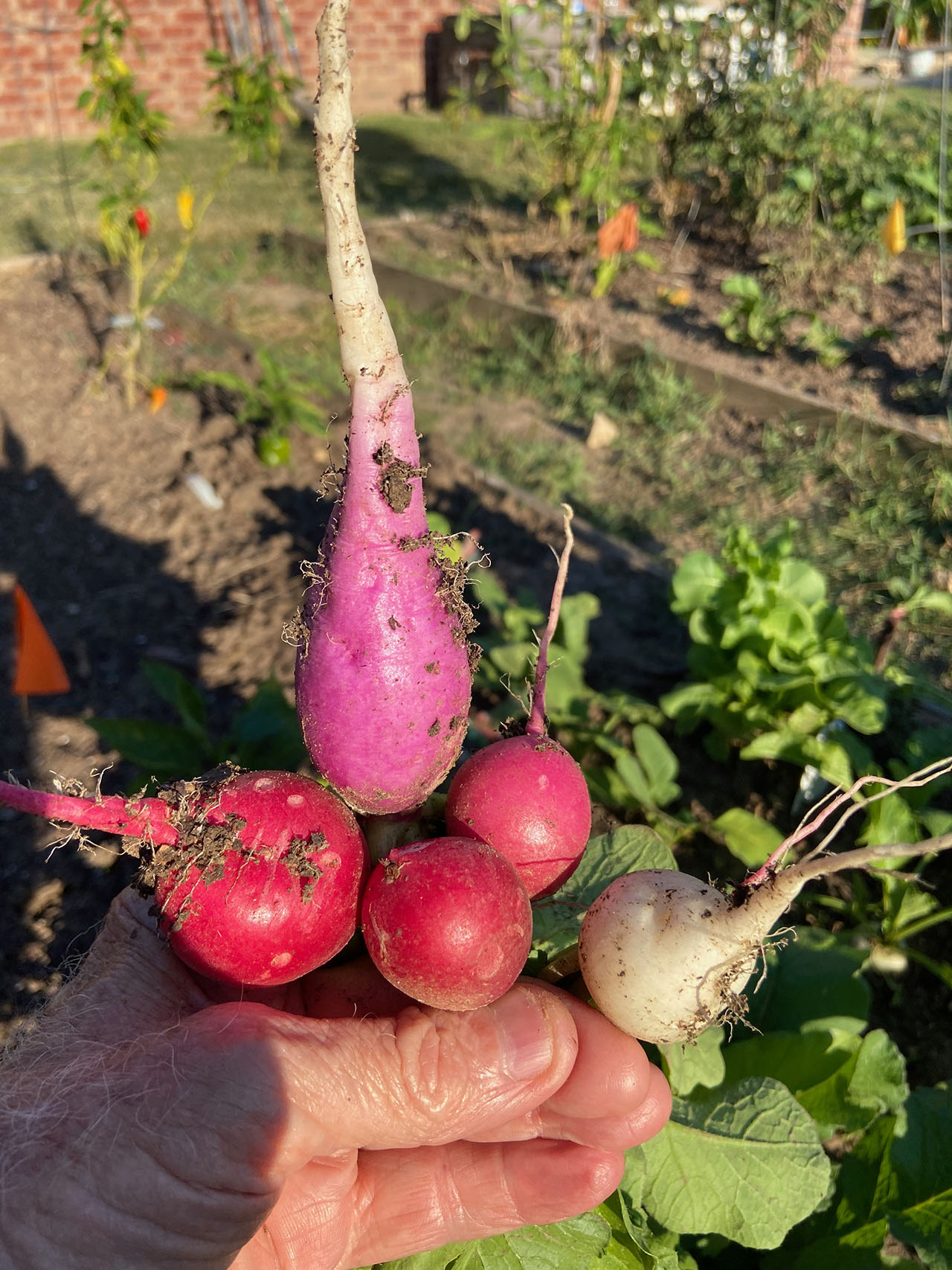 Cultivation: A Family Tradition. A photo of some of my grandfather’s radishes from his garden (2020)