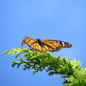 Monarch caterpillar in a demonstration garden outside St. Louis City Hall.