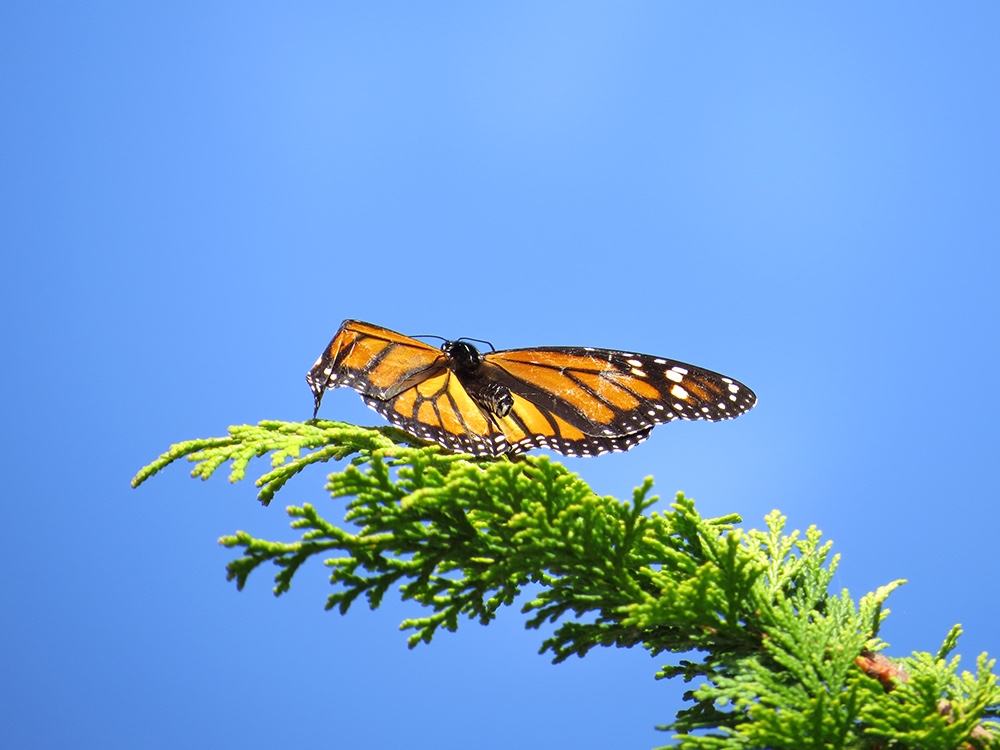 Monarch caterpillar in a demonstration garden outside St. Louis City Hall.