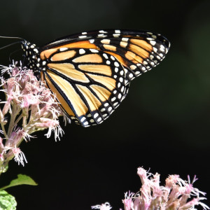 Our Native Plant Pollinator Garden