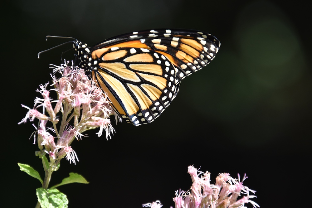 Our Native Plant Pollinator Garden