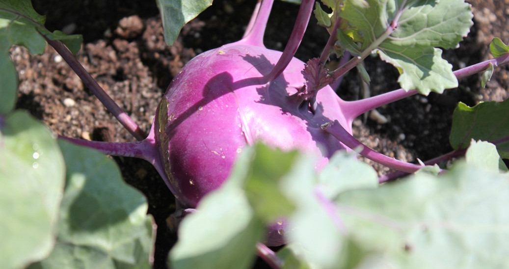 Purple kohlrabi