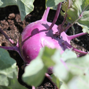 Purple kohlrabi