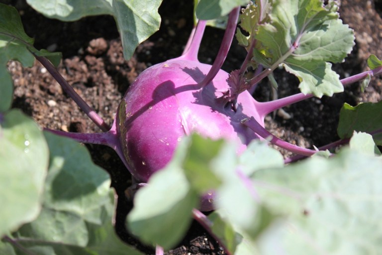 Purple kohlrabi