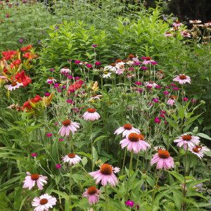 Greenbelt garden (from sidewalk) at the Planting a Pollinator Garden in the Greenbelt/Treebelt/Verge