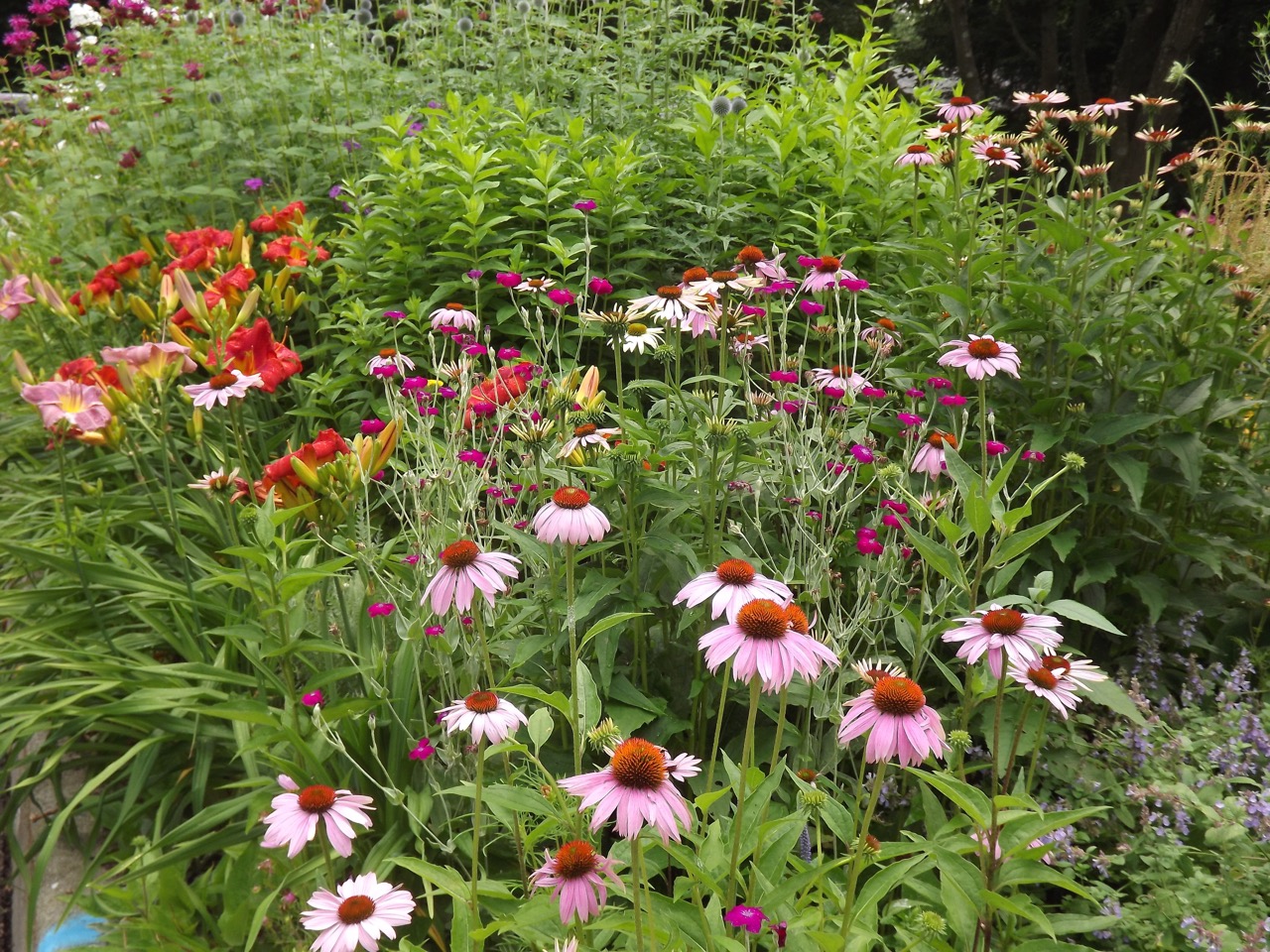 Greenbelt garden (from sidewalk) at the Planting a Pollinator Garden in the Greenbelt/Treebelt/Verge