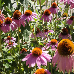 Planting a Pollinator Garden in the Greenbelt/Treebelt/Verge with coneflowers.