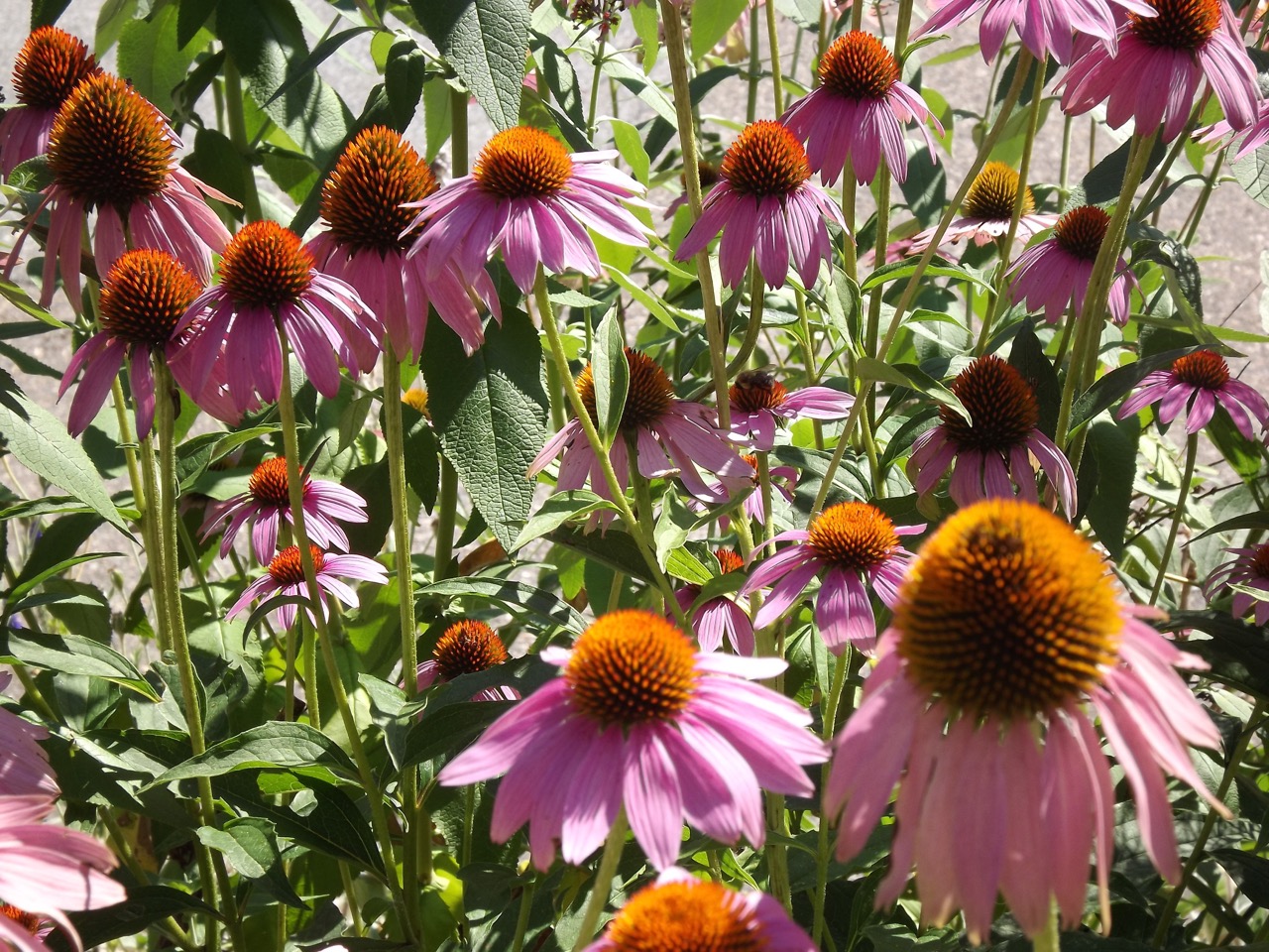 Planting a Pollinator Garden in the Greenbelt/Treebelt/Verge with coneflowers.