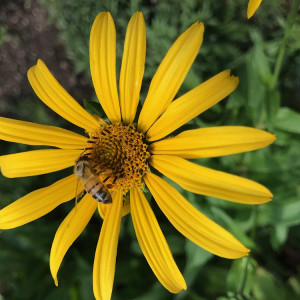 The flowers add color to the garden and act as a food source for visiting butterflies.