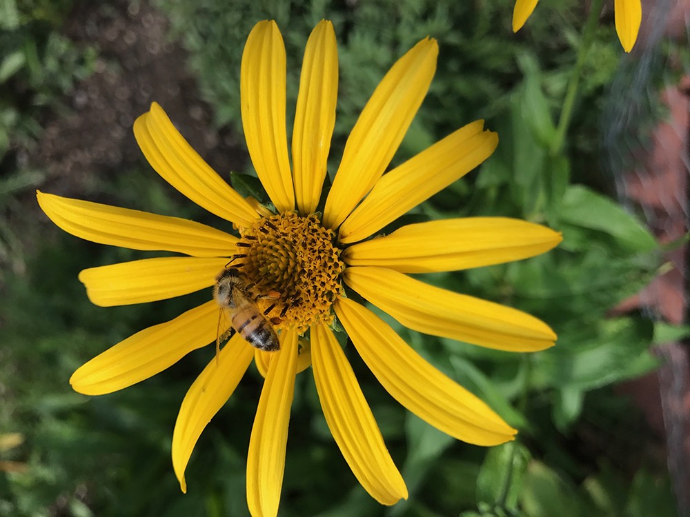 The flowers add color to the garden and act as a food source for visiting butterflies.