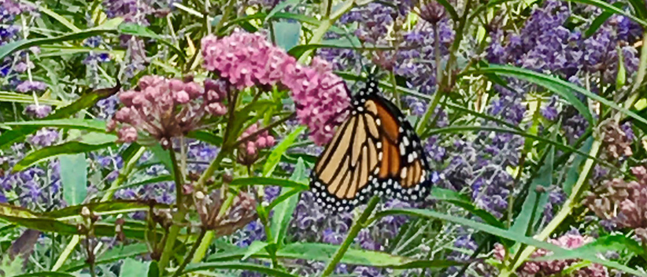 Monarch butterfly