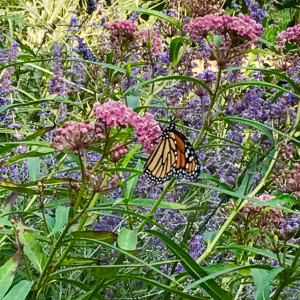 Monarch butterfly