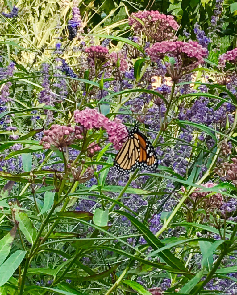 Monarch butterfly