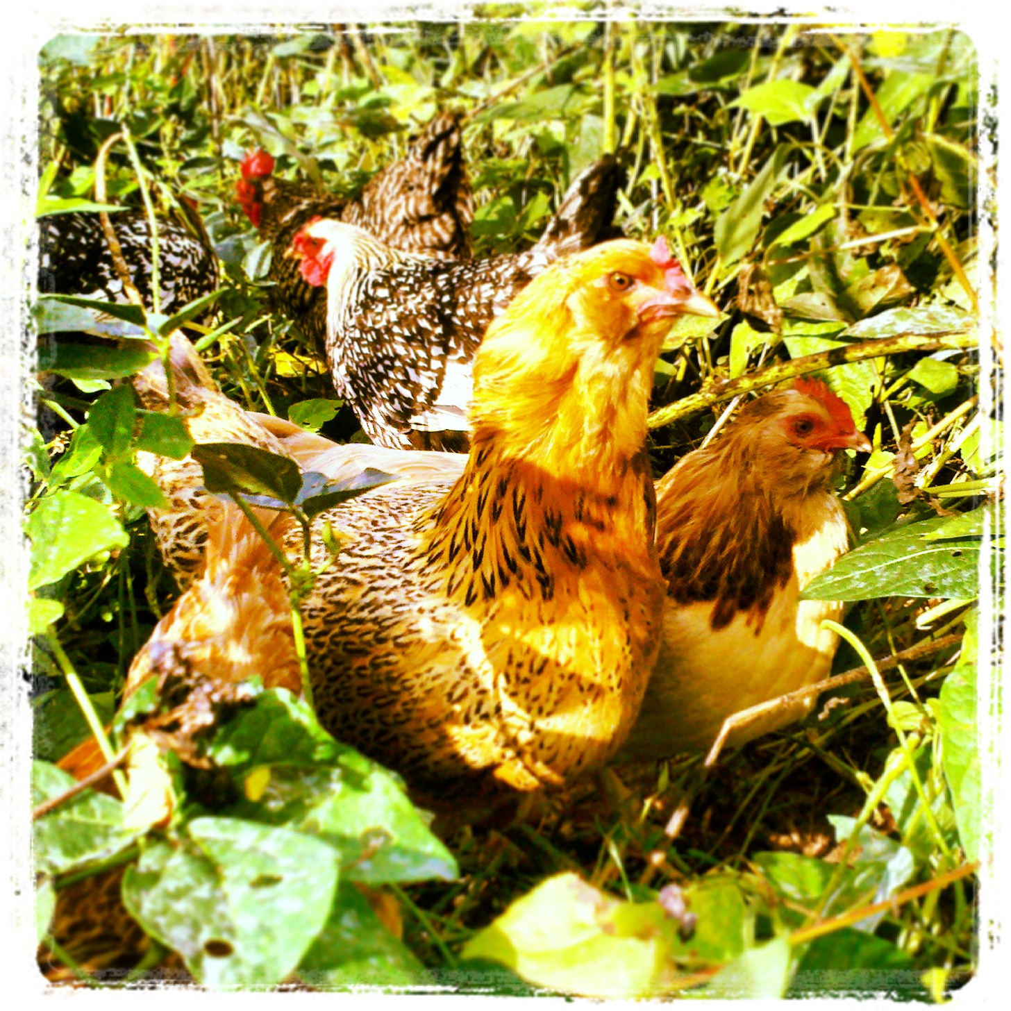 The chickens (or the "ladies" as garden manager Jenn calls them) at Well Fed Community Garden.