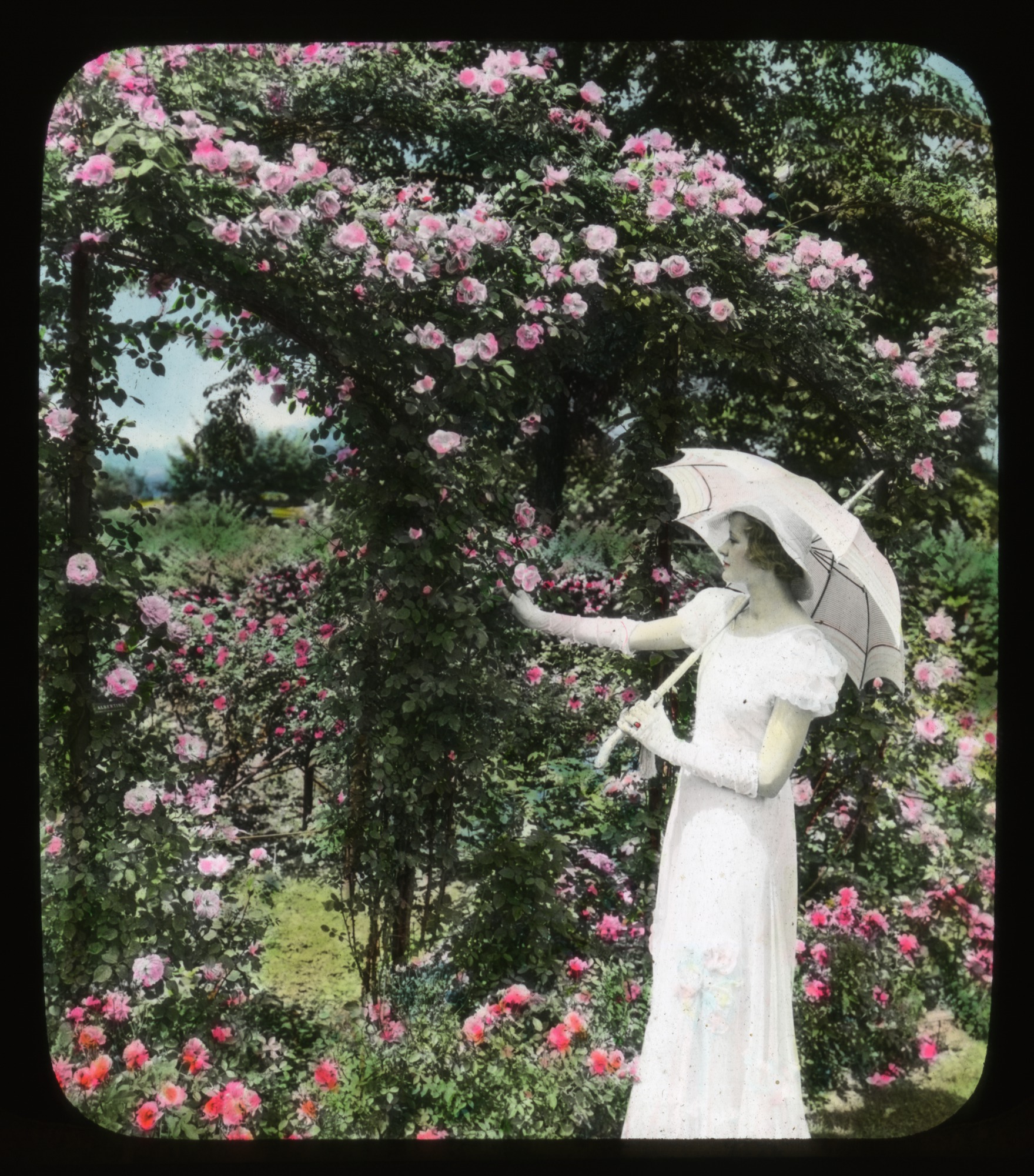 Breeze Hill garden pathway with parterre, circa 1930. Smithsonian Institution, Archives of American Gardens, J. Horace McFarland Collection.